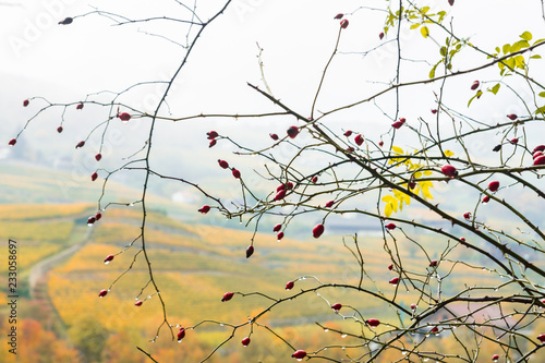 Bright red rosehips berries with rain drops hanging on naked branches with a picturesque autumnal view on the background. Seen in Novacella, Varna, South Tyrol, in Northern Italy, Europe.