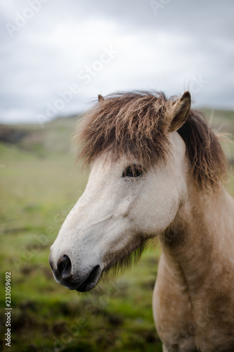 Wallpaper Mural portrait of a horse Torontodigital.ca