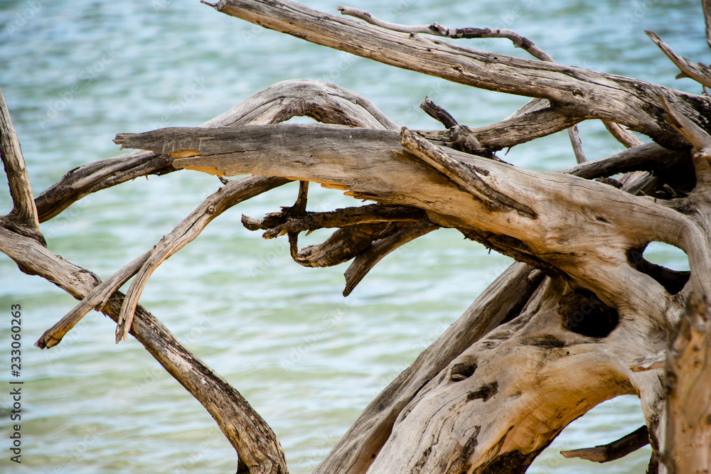 Dried wood structure and pattern over sea background