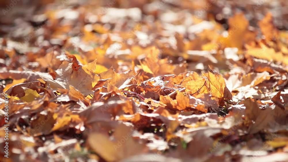 Autumn fall yellow leaves background, sunny day, selective focus, light breeze, backlight, bokeh, shallow depth of the field, 59.94 fps. Autumn fall yellow leaves background, sunny day, selective focus, light breeze, backlight, bokeh, shallow depth of the field, 59.94 fps.