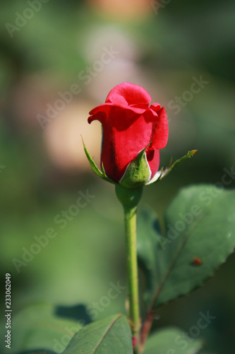 A single red rosebud