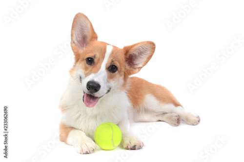 Pembroke welsh corgi with a ball isolated white background