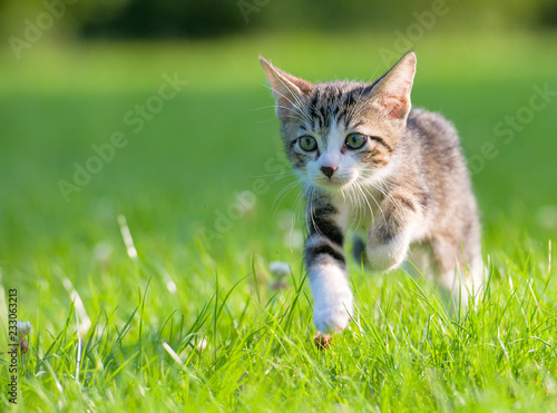 Obraz na płótnie Little striped kitten hiding in the grass