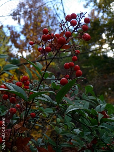 red small berries and leaves on the holy bamboo (nandina dome stica, berberidaceae) photo