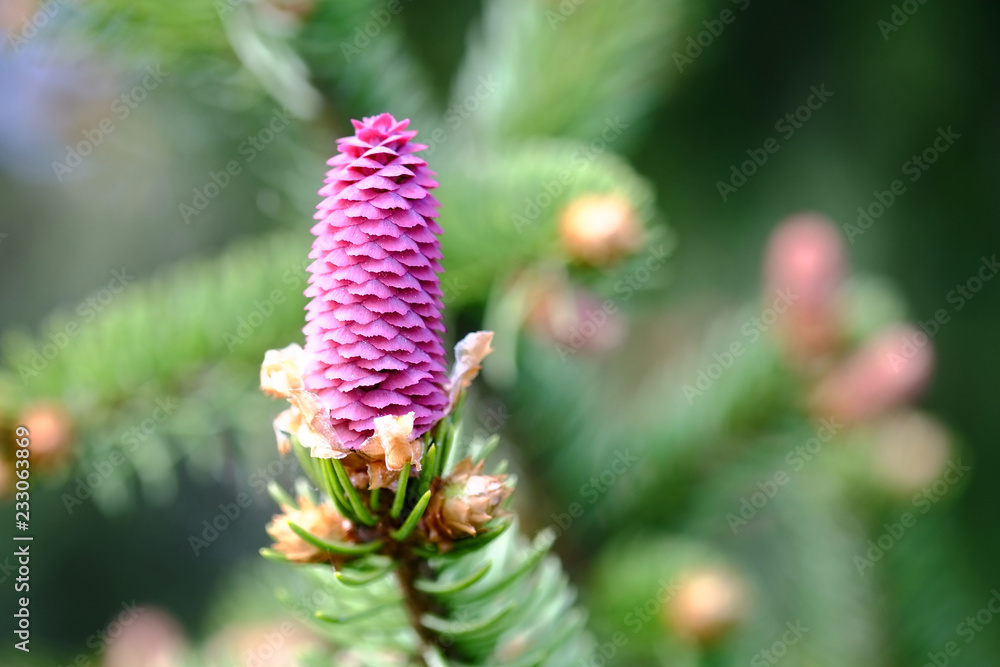 Young red spruce cones on the branches Young red spruce cones on the branches