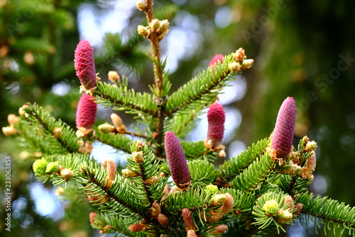 Young red spruce cones on the branches