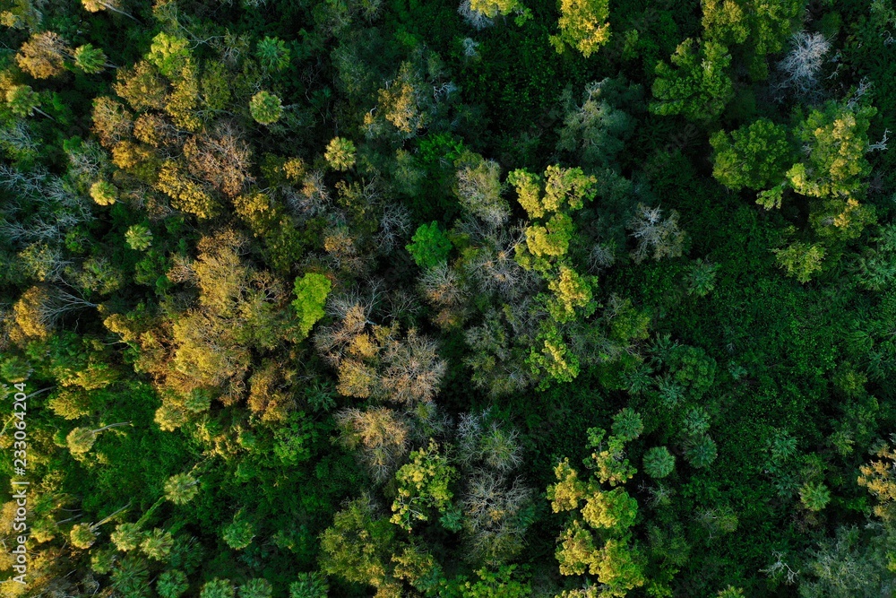Aerial view of a forest and its sunset illuminated canopy