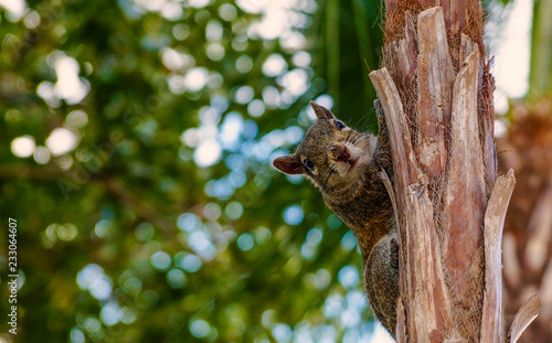 Squirrel on tree