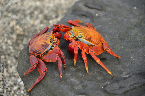 Galapagos sally lightfoot crabs