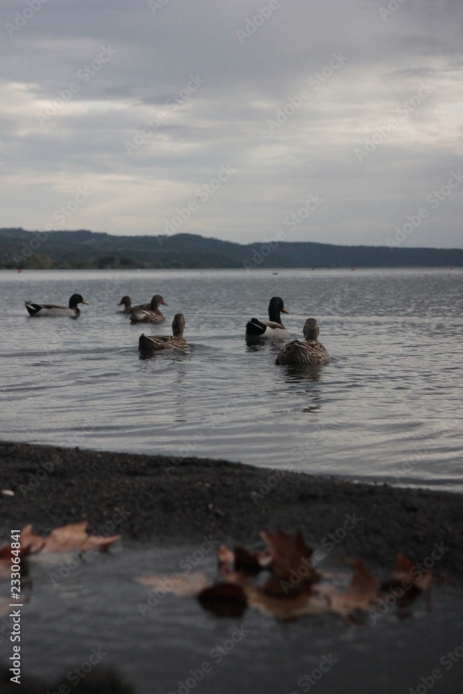 Naklejka premium bolsena