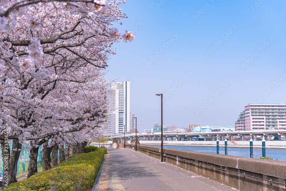 Asakusa Sumida Park cherry blossom festival. In springtime, Sumida