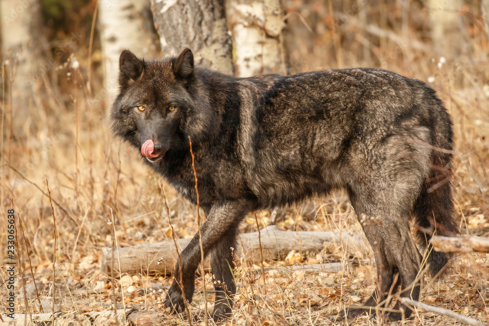 Fototapeta premium Big black wolf looking for food, Canada