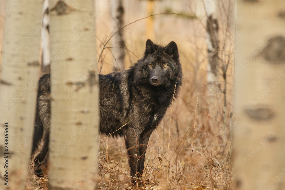 Fototapeta premium Stary duży czarny wilk ukryty za drzewami, Kanada
