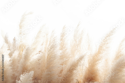 Abstract natural background of soft plants (Cortaderia selloana) moving in the wind. Bright and clear scene of plants similar to feather dusters. photo