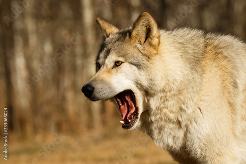 Yawning wolfdog at one beautiful autumn day in Canada