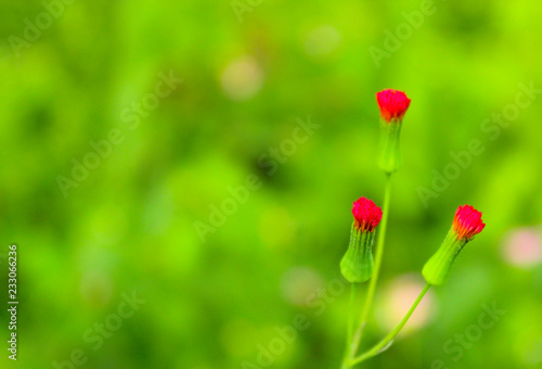 Flores Pequeñas sobre Verde 