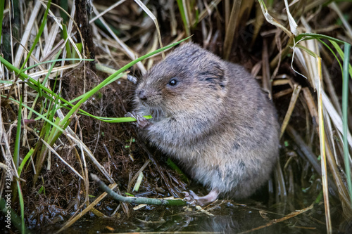 water vole eating