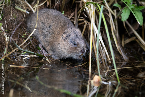 water vole drinking