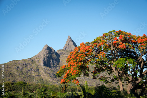 Flame tree from Mauritius, with Rempart mountain in the background