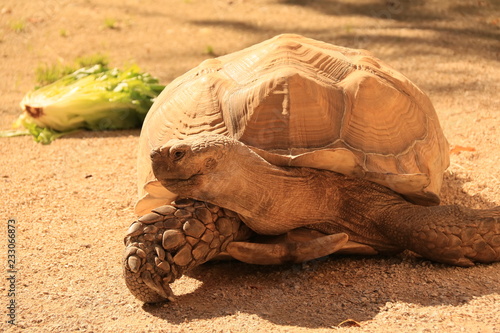 Eine Landschildkröte auf Nahrungssuche photo