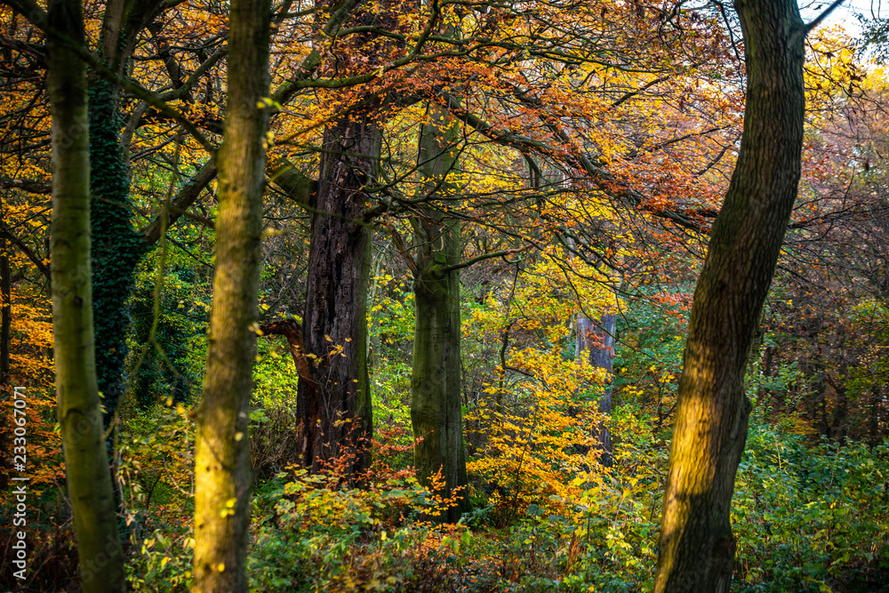 Shade of trees Shade of trees