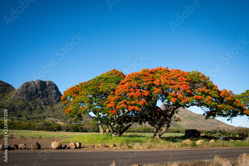 Rural road and Flame tree from Mauritius, with Rempart mountain in the background