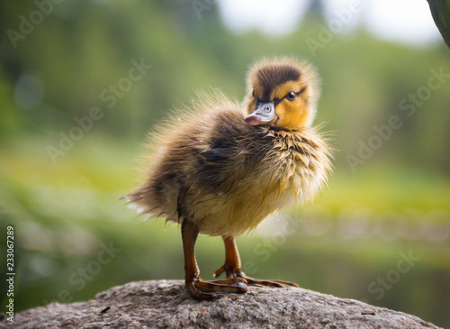 Duckling