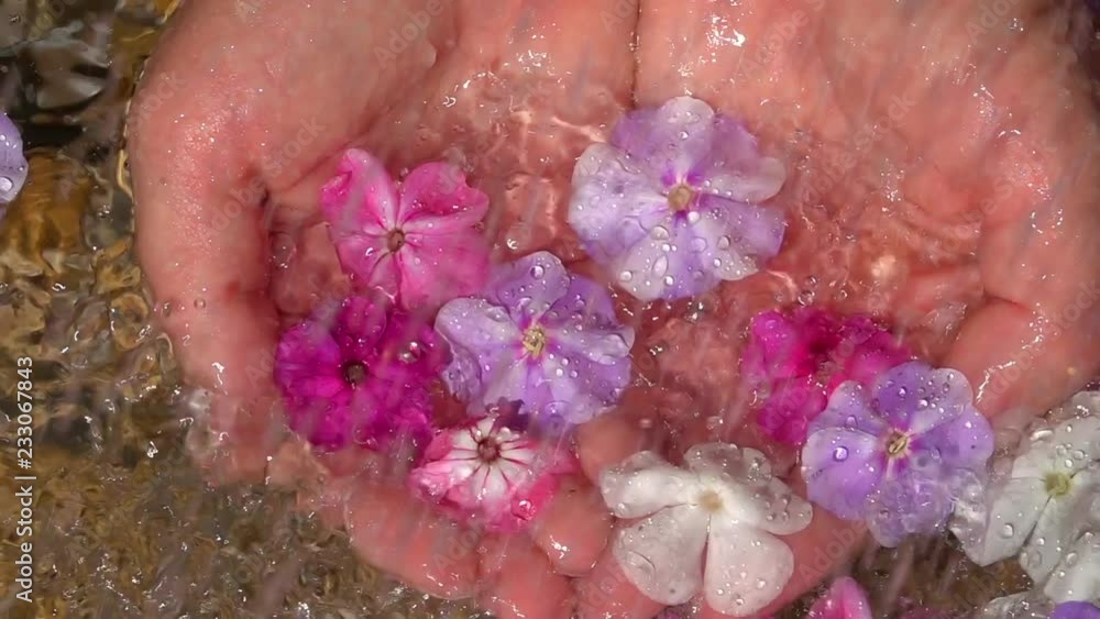 Slow motion of shower on woman hands with phlox flowers in shallow pure water with pebble bottom close up. Top view of amazing natural background with vibrant texture in sun shine. High speed camera Slow motion of shower on woman hands with phlox flowers in shallow pure water with pebble bottom close up. Top view of amazing natural background with vibrant texture in sun shine. High speed camera