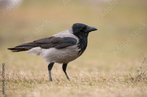 The Carrion Crow, Corvus corone is sitting in winter environment of wildlife. Snowy picture.