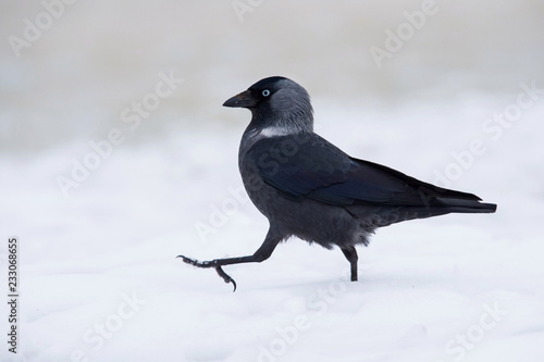 The Western Jackdaw, Coloeus monedula is walking in winter environment of wildlife. Snowy picture.