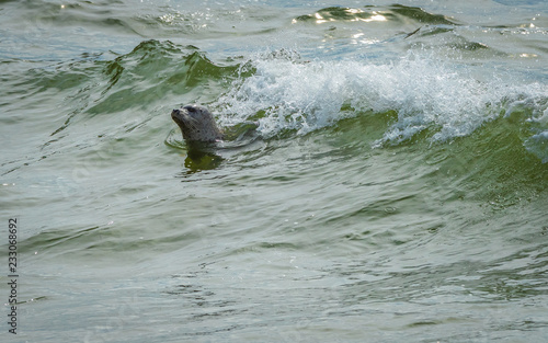 little grey surf seal 