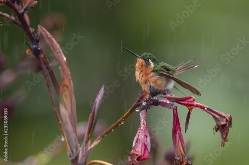 The Purple-throated Mountaingem, Lampornis calolaemus is sitting and bathing on the flower in the rain, Costa Rica photo