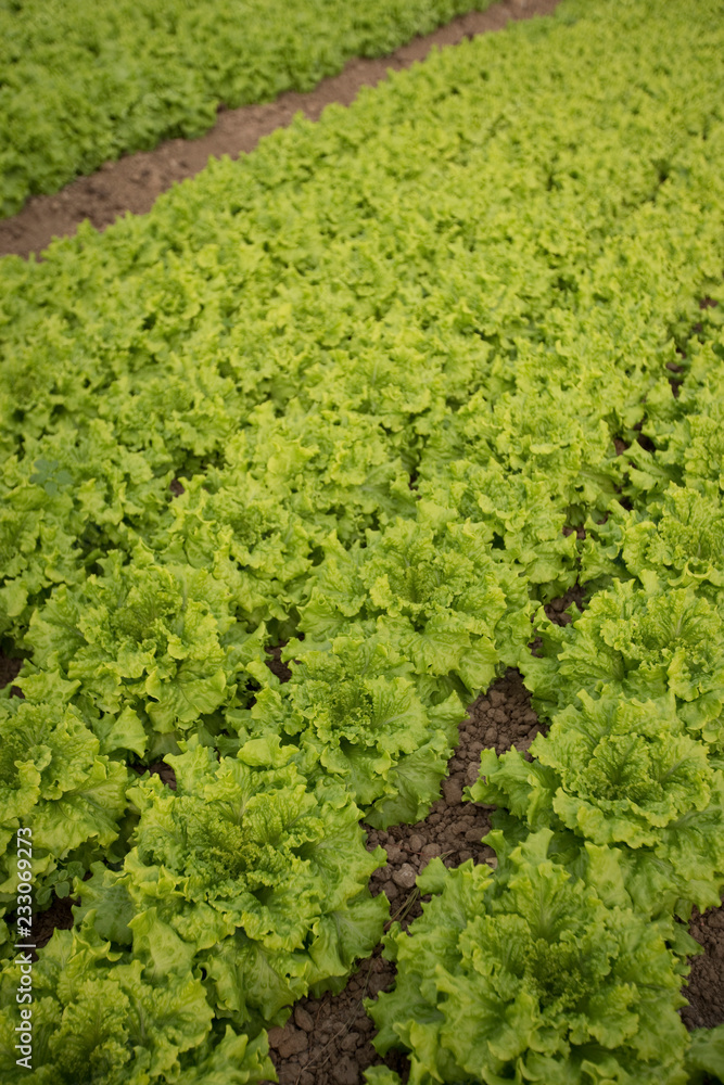Lettuce Lettuce