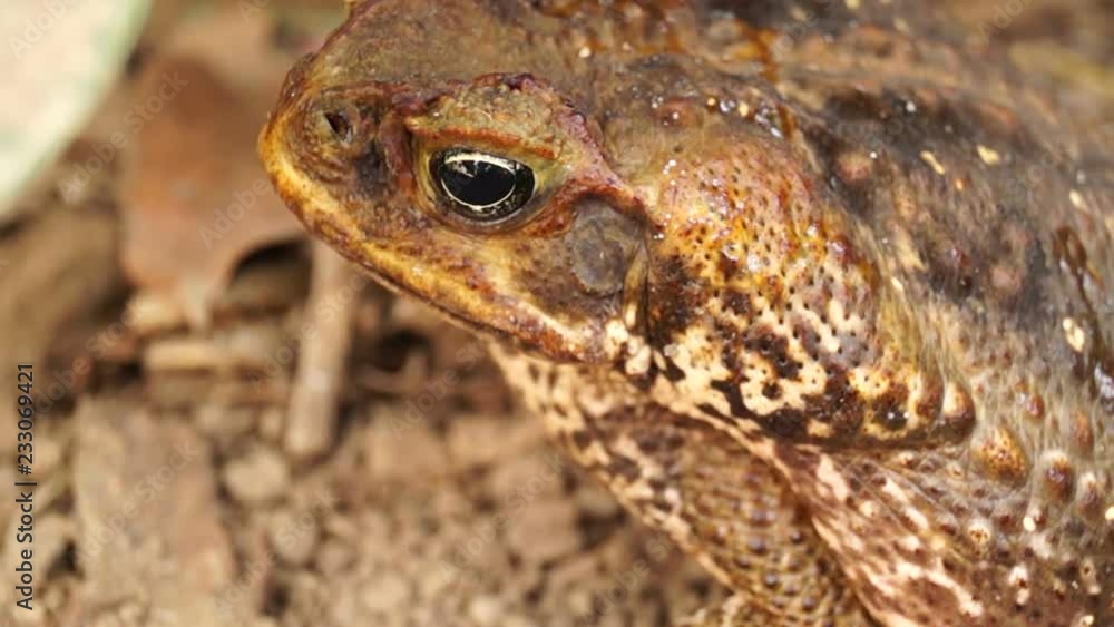 poisonous brown toad on dry soil poisonous brown toad on dry soil