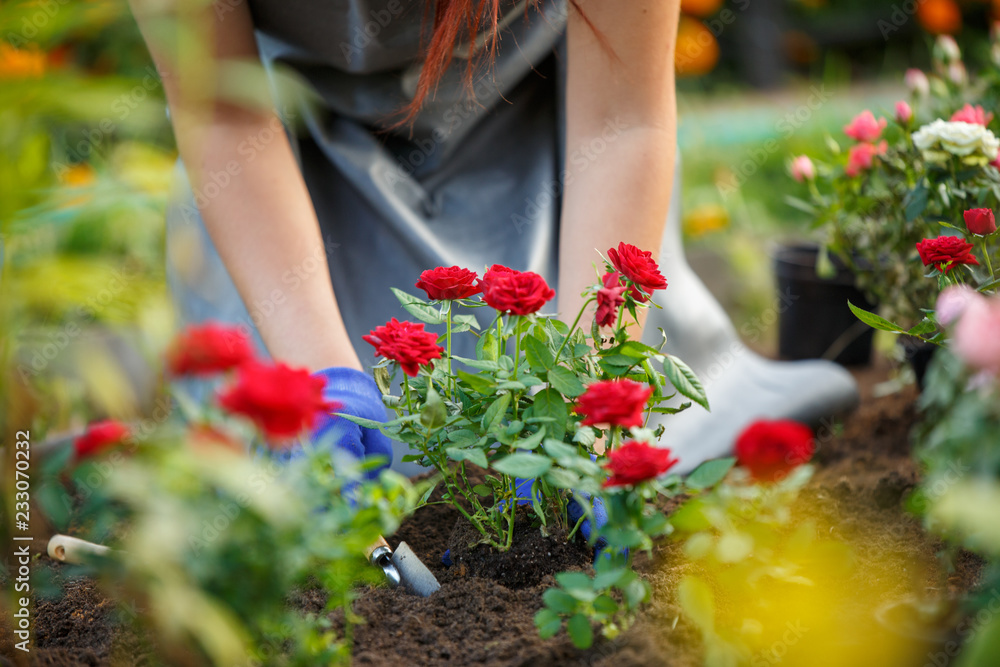 Obraz premium Wizerunek agronom sadzi czerwone róże w ogródzie