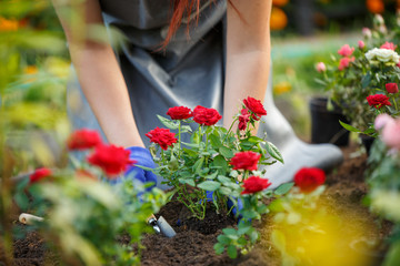 Image of agronomist planting red roses in garden