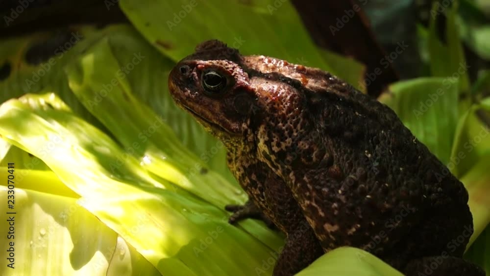 poisonous brown toad on dry soil poisonous brown toad on dry soil
