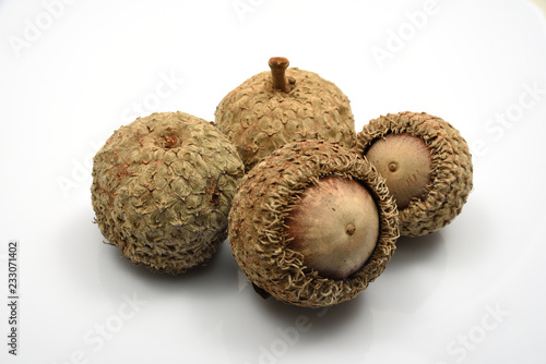 Bur Oak Acorn close up isolated on white background