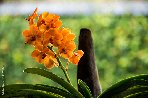 Tableau sur toile Orange vanda orchid