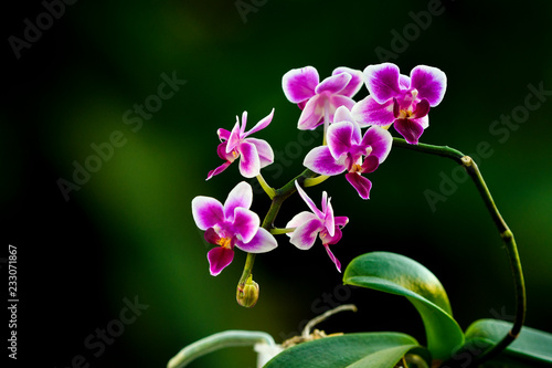 Orchids - Dark pink and white mini phalaenopsis orchid