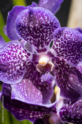 Fototapeta Naklejka Na Ścianę i Meble -  Purple vanda orchid