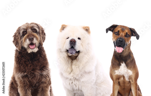 Fototapeta Naklejka Na Ścianę i Meble -  Group of dogs