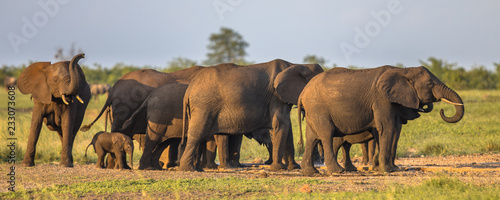 African Elephants group