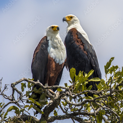 African fish eagle couple