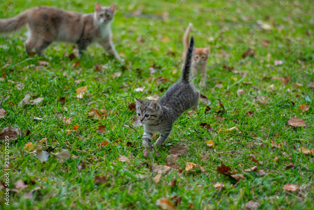 Grey striped kitten and ginger kitten with mother walking on grass