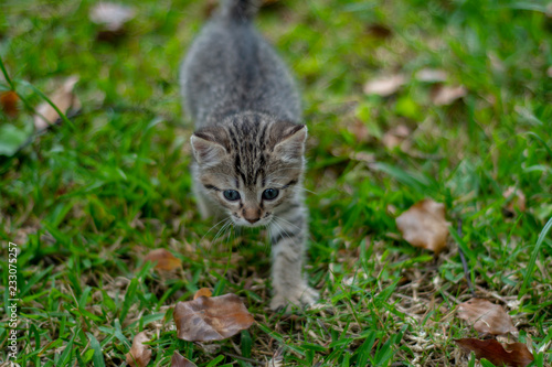 Grey striped Kitten discovering the garden