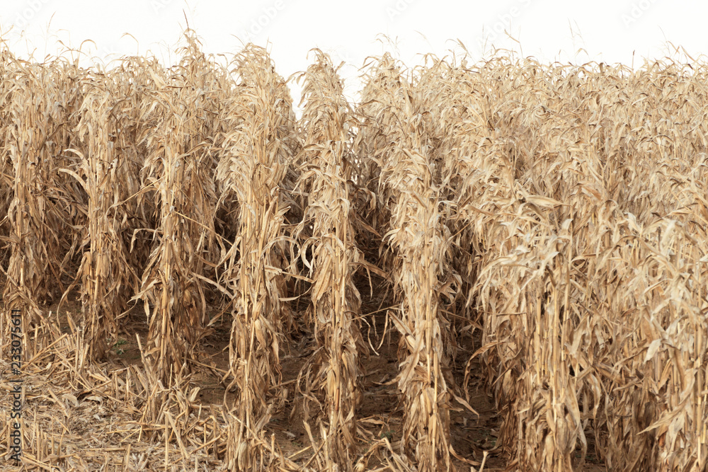 Fototapeta premium field, nature background, rich harvest, rural industry, harvesting