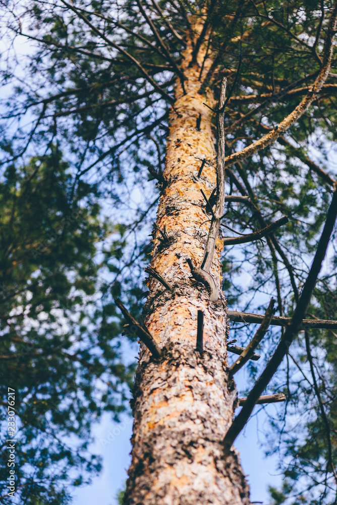 Looking up at pine tree Looking up at pine tree