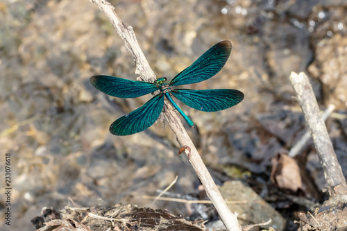 Schilderij op canvas Beautiful demoiselle (Calopteryx virgo) spreads her wings