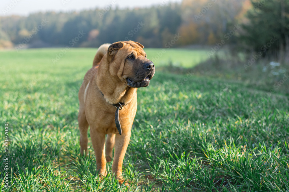 The dog Shar Pei walks in the field in autumn The dog Shar Pei walks in the field in autumn